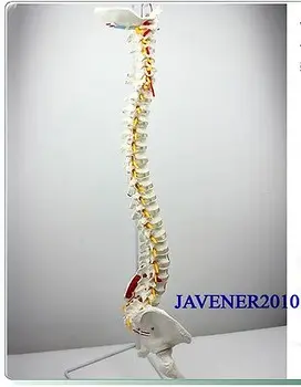 Анатомическая анатомия человека в натуральную величину Позвоночник Медицинская модель Таза Бедра + подставка