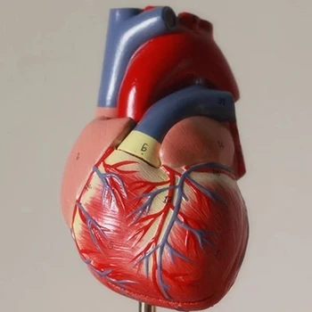 Анатомическая модель человеческого сердца 1:1, медицинская модель сердца, бесплатная доставка
